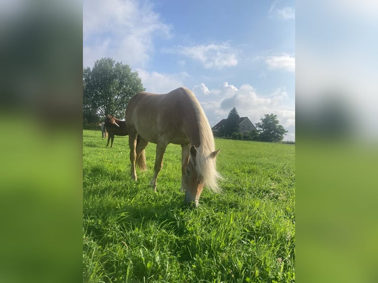Edelbluthaflinger Mare 9 years 14,3 hh Cremello in Zachow