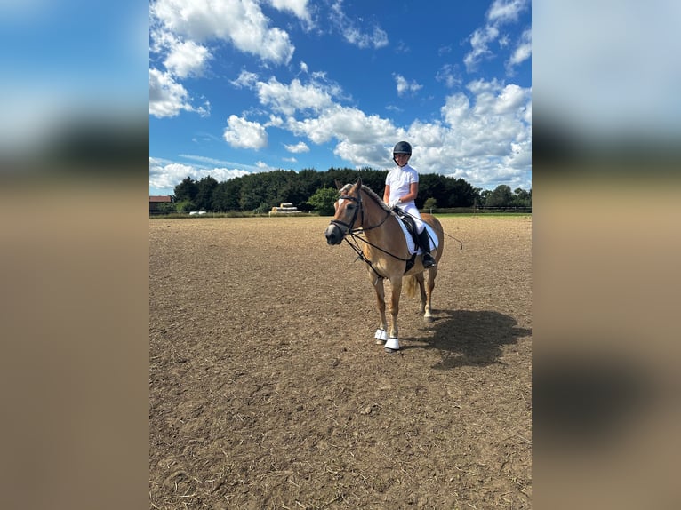 Edelbluthaflinger Mare 9 years 14,3 hh Cremello in Zachow