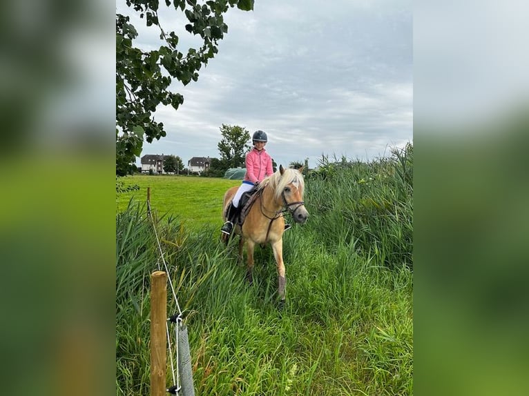 Edelbluthaflinger Mare 9 years 14,3 hh Cremello in Zachow