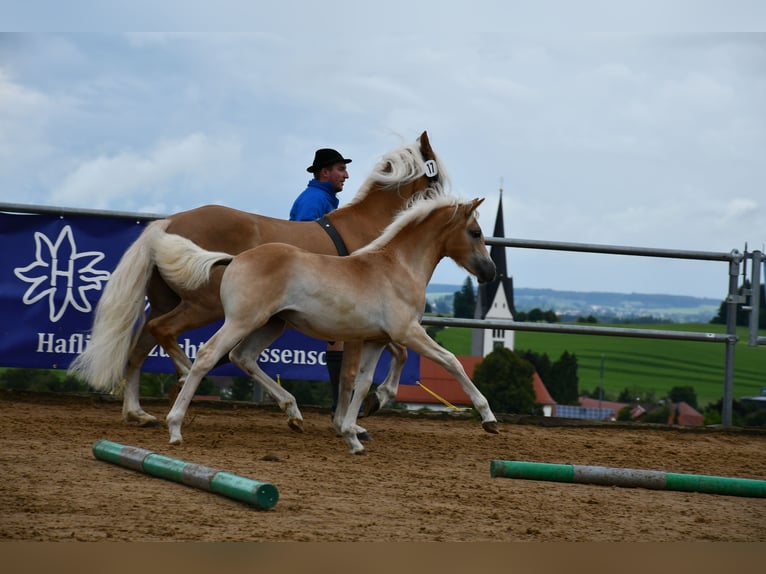 Edelbluthaflinger Mare Foal (04/2025) 11 hh Chestnut-Red in Schwangau