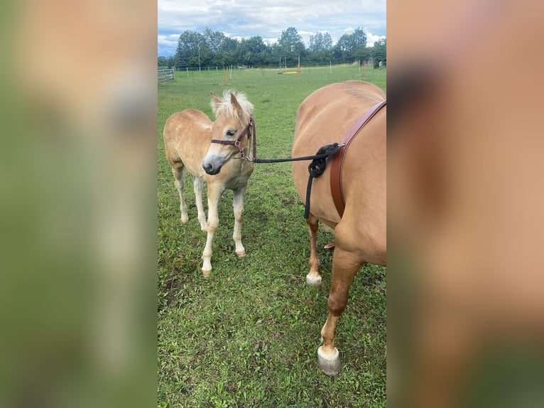 Edelbluthaflinger Mare Foal (04/2024) 14,2 hh Chestnut-Red in Aschheim