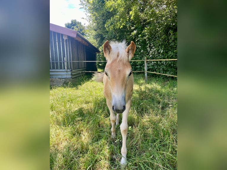 Edelbluthaflinger Mare Foal (04/2024) 14,2 hh Chestnut-Red in Aschheim