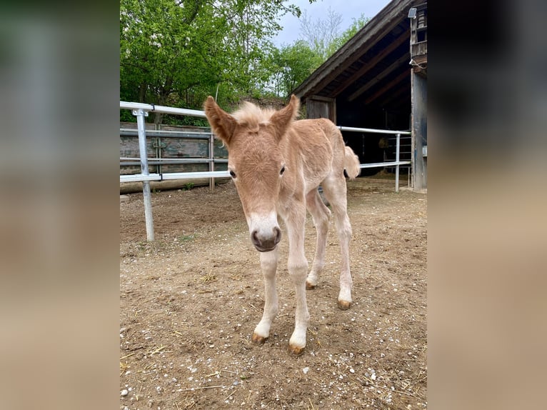 Edelbluthaflinger Mare Foal (04/2024) 14,2 hh Chestnut-Red in Aschheim