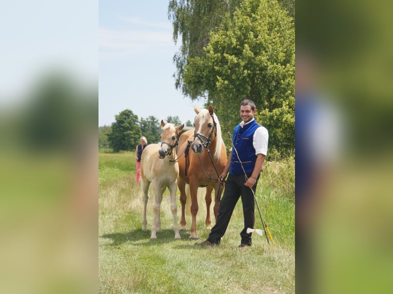 Edelbluthaflinger Mare Foal (04/2024) 14,2 hh Chestnut-Red in Aschheim