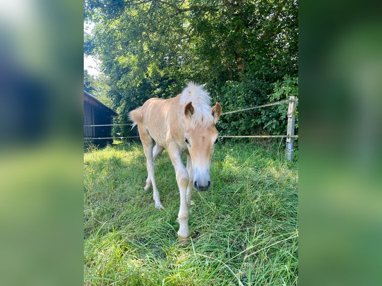 Edelbluthaflinger Mare Foal (04/2024) 14,2 hh Chestnut-Red in Aschheim