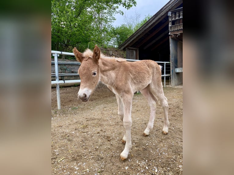 Edelbluthaflinger Mare Foal (04/2024) 14,2 hh Chestnut-Red in Aschheim