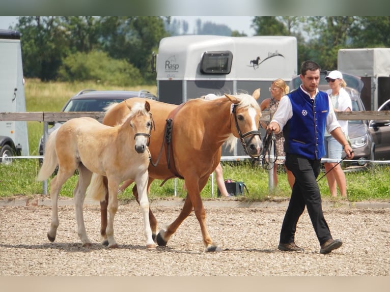 Edelbluthaflinger Mare Foal (04/2024) 14,2 hh Chestnut-Red in Aschheim