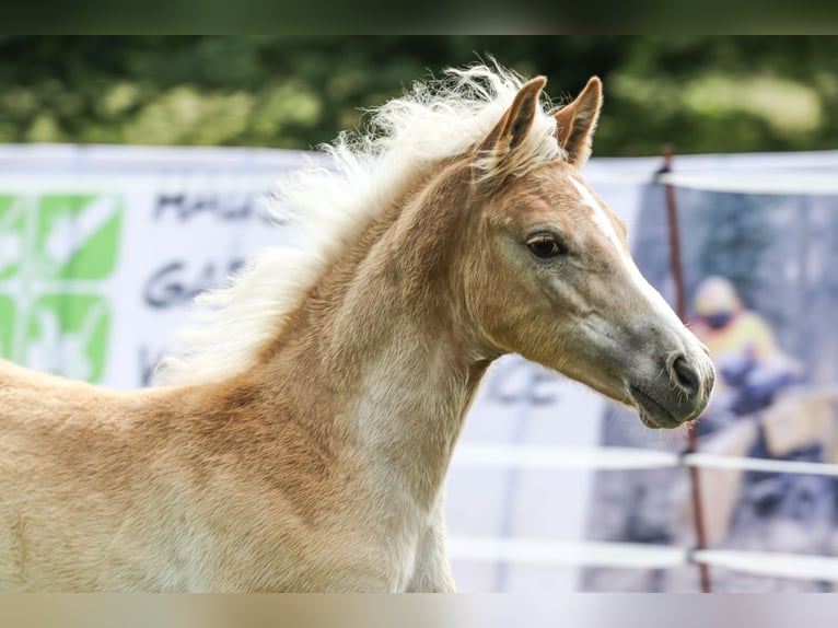 Edelbluthaflinger Mare Foal (03/2024) 14,2 hh Chestnut-Red in Bad Sulza