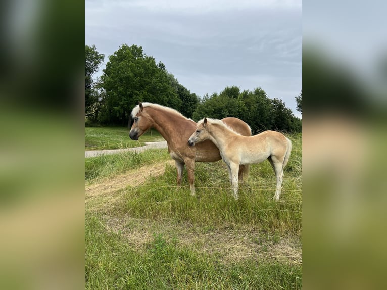 Edelbluthaflinger Mare Foal (03/2024) 14,2 hh Chestnut-Red in Bad Sulza