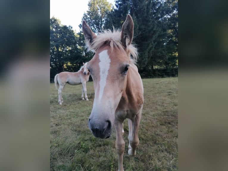 Edelbluthaflinger Mare Foal (04/2025) 14,1 hh in Biebergem&#xFC;nd