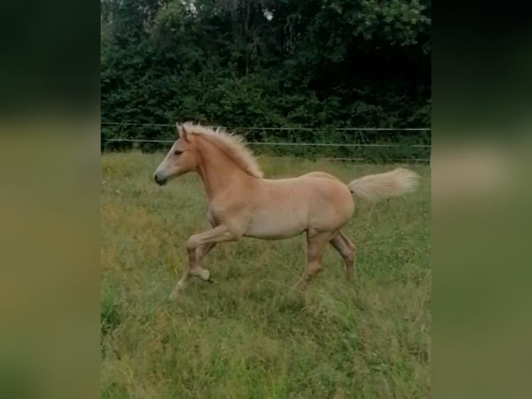 Edelbluthaflinger Mare Foal (04/2025) 14,1 hh in Biebergem&#xFC;nd