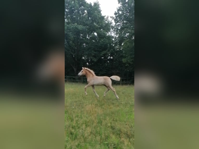 Edelbluthaflinger Mare Foal (04/2025) 14,1 hh in Biebergem&#xFC;nd
