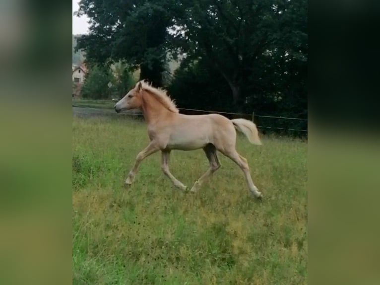 Edelbluthaflinger Mare Foal (04/2025) 14,1 hh in Biebergem&#xFC;nd