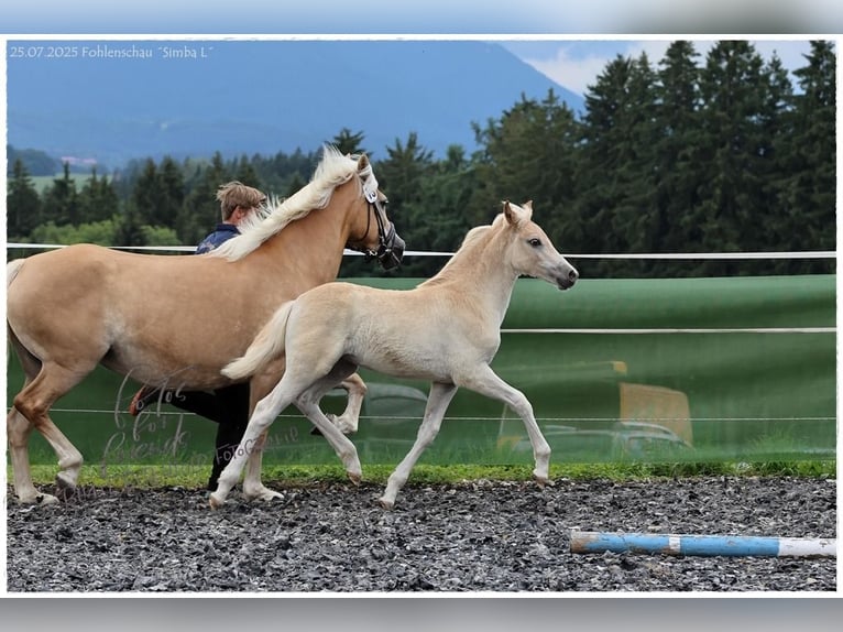 Edelbluthaflinger Mare Foal (05/2025) Chestnut-Red in Huglfing