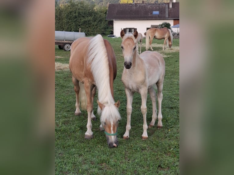Edelbluthaflinger Mare Foal (05/2025) Chestnut-Red in Huglfing