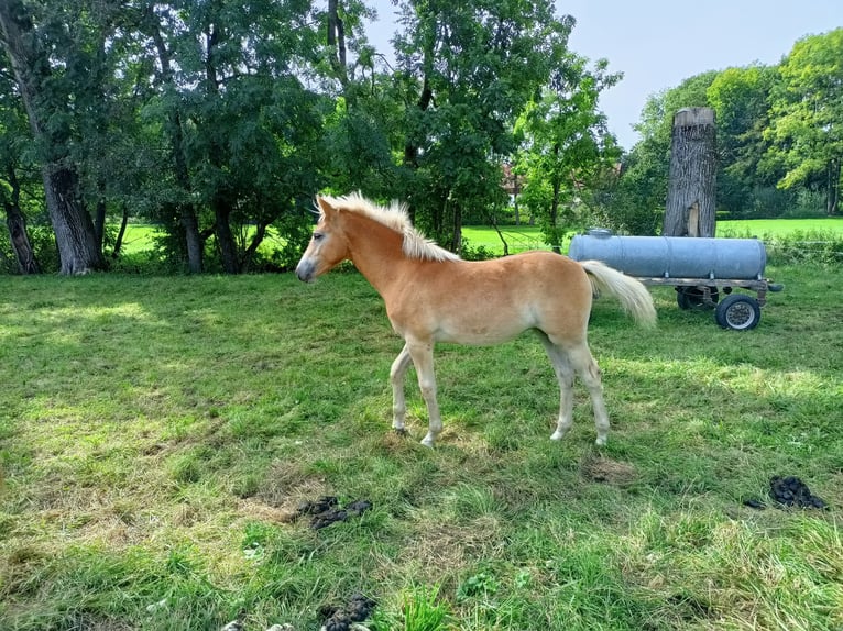 Edelbluthaflinger Mare Foal (04/2024) Chestnut-Red in Jengen