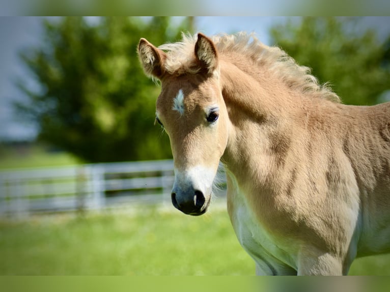 Edelbluthaflinger Mare Foal (04/2024) Chestnut-Red in Jengen