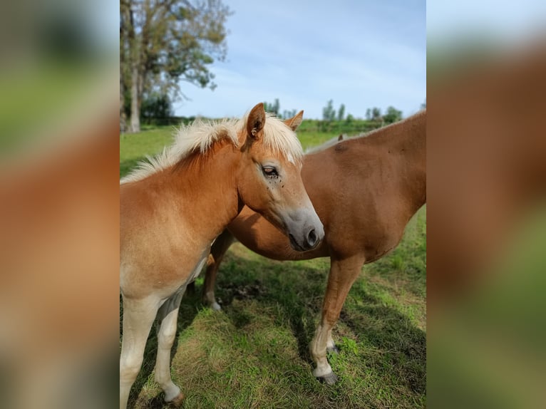 Edelbluthaflinger Mare Foal (04/2024) Chestnut-Red in Jengen