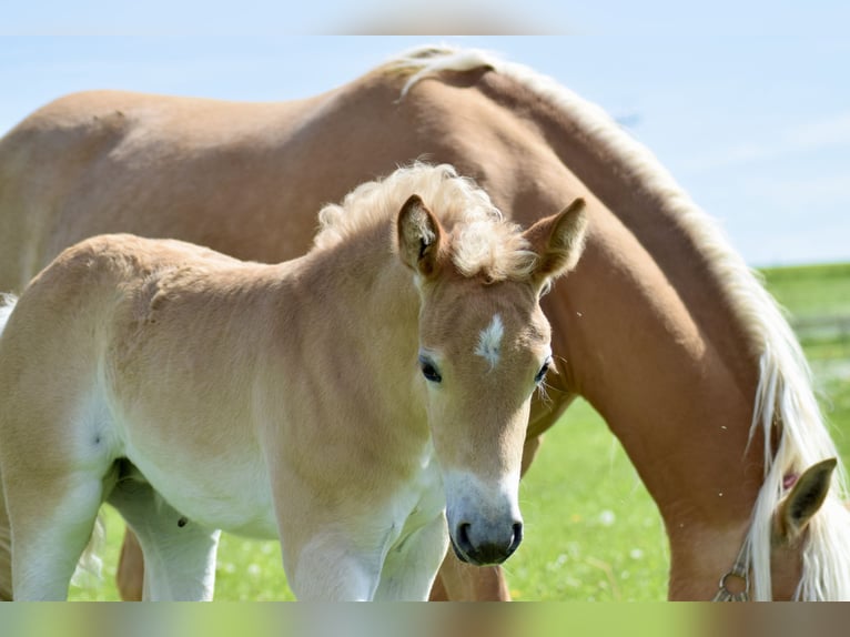 Edelbluthaflinger Mare Foal (04/2024) Chestnut-Red in Jengen