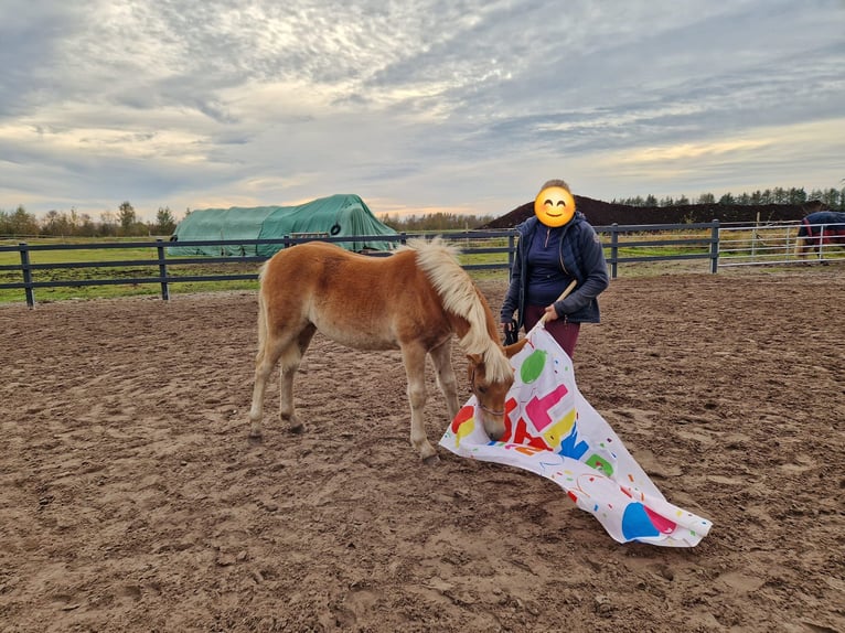 Edelbluthaflinger Mare Foal (04/2024) in Edewecht