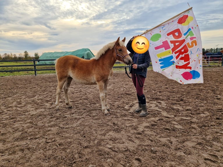 Edelbluthaflinger Mare Foal (04/2024) in Edewecht