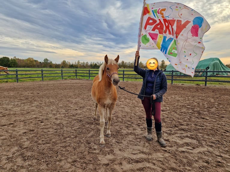 Edelbluthaflinger Mare Foal (04/2024) in Edewecht