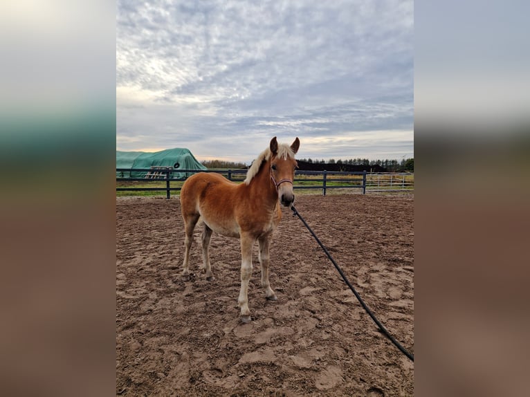 Edelbluthaflinger Mare Foal (04/2024) in Edewecht