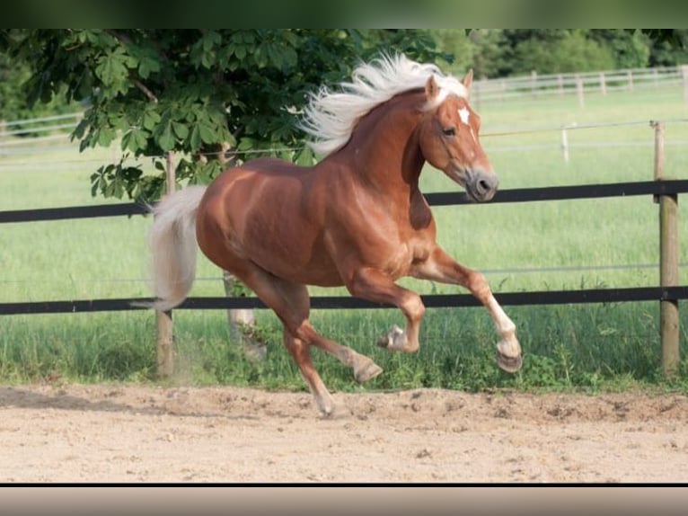 Edelbluthaflinger Mare Foal (04/2024) in Edewecht