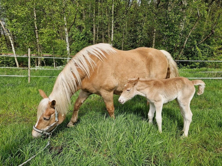 Edelbluthaflinger Mare Foal (04/2024) in Edewecht