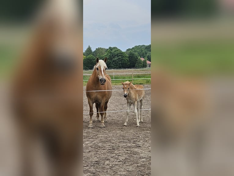 Edelbluthaflinger Mare Foal (04/2024) in Edewecht