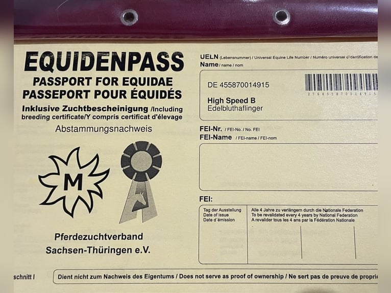 Edelbluthaflinger Merrie 10 Jaar 144 cm Vos in Kasel-Golzig