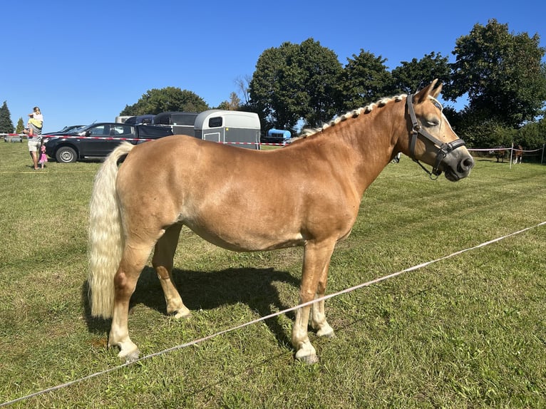 Edelbluthaflinger Merrie 10 Jaar 145 cm Vos in Grumbach