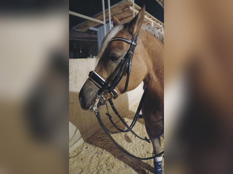 Edelbluthaflinger Merrie 10 Jaar 147 cm Vos in Triftern