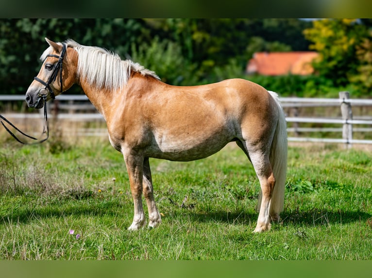 Edelbluthaflinger Merrie 10 Jaar 151 cm Vos in Schretstaken