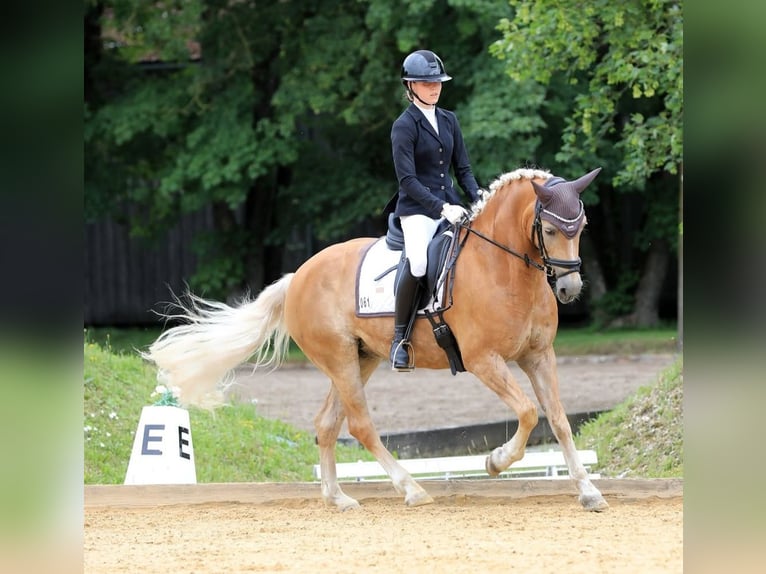 Edelbluthaflinger Merrie 12 Jaar 150 cm  in Oberding