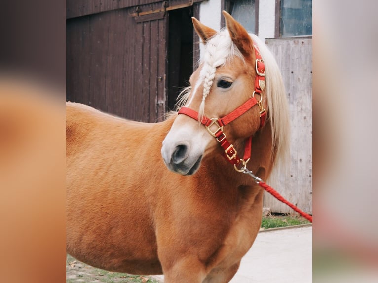 Edelbluthaflinger Merrie 12 Jaar 150 cm Vos in Ronshausen