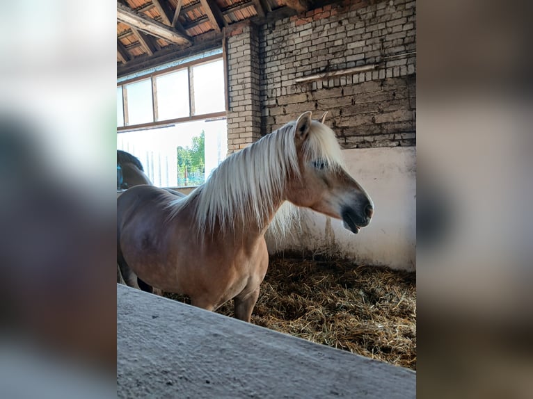 Edelbluthaflinger Merrie 13 Jaar  in Doberlug-Kirchhain