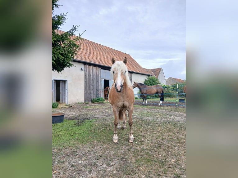 Edelbluthaflinger Merrie 13 Jaar  in Doberlug-Kirchhain