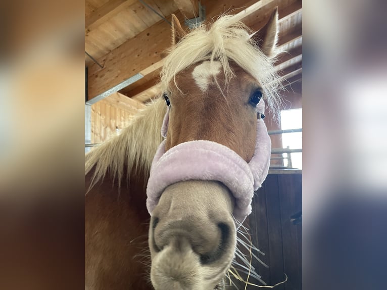 Edelbluthaflinger Merrie 14 Jaar 159 cm Lichtbruin in Straßwalchen