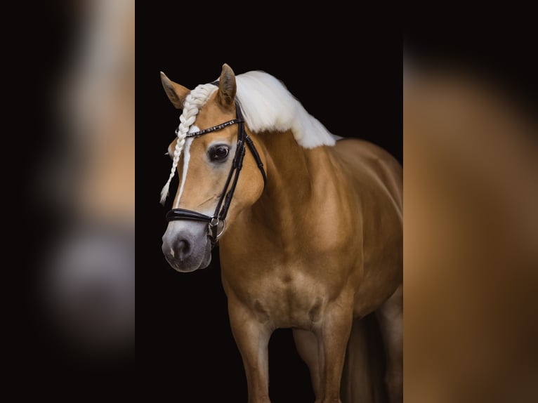 Edelbluthaflinger Merrie 15 Jaar 151 cm Vos in Mömbris