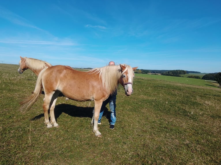 Edelbluthaflinger Merrie 16 Jaar 150 cm  in Heinsdorfergrund