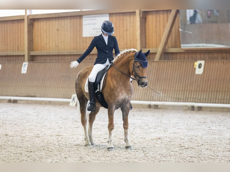 Edelbluthaflinger Merrie 16 Jaar 152 cm Vos in Ingoldingen