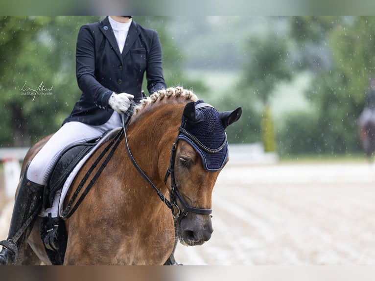 Edelbluthaflinger Merrie 16 Jaar 152 cm Vos in Ingoldingen
