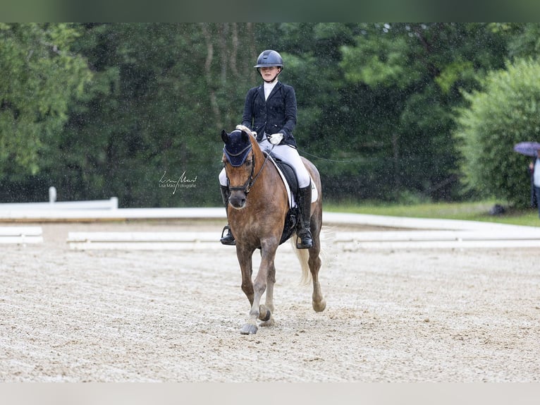 Edelbluthaflinger Merrie 16 Jaar 152 cm Vos in Ingoldingen