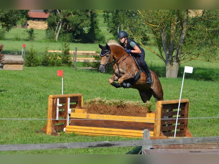 Edelbluthaflinger Merrie 16 Jaar 152 cm Vos in Ingoldingen