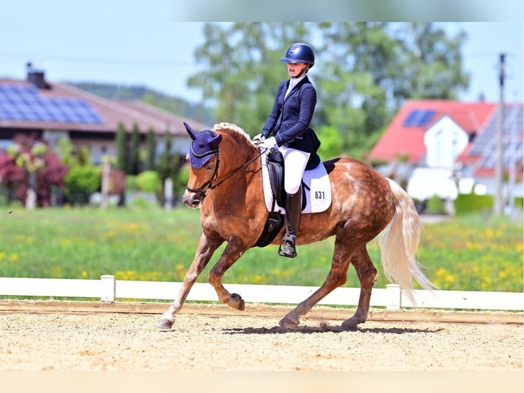 Edelbluthaflinger Merrie 16 Jaar 152 cm Vos in Ingoldingen