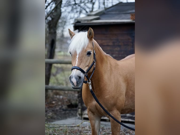 Edelbluthaflinger Merrie 18 Jaar 144 cm Vos in München