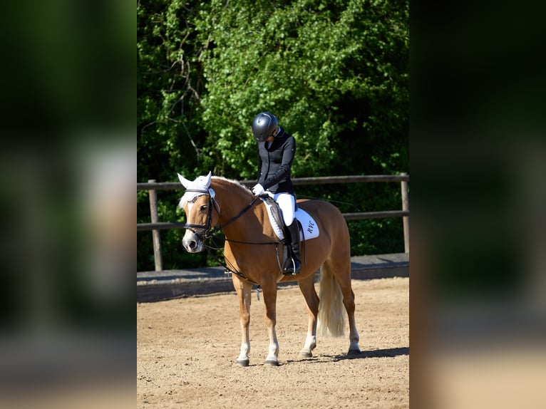 Edelbluthaflinger Merrie 18 Jaar 144 cm Vos in München