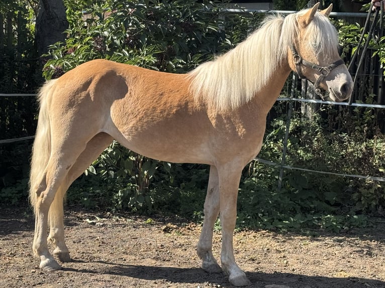 Edelbluthaflinger Merrie 1 Jaar 133 cm Vos in Leipzig