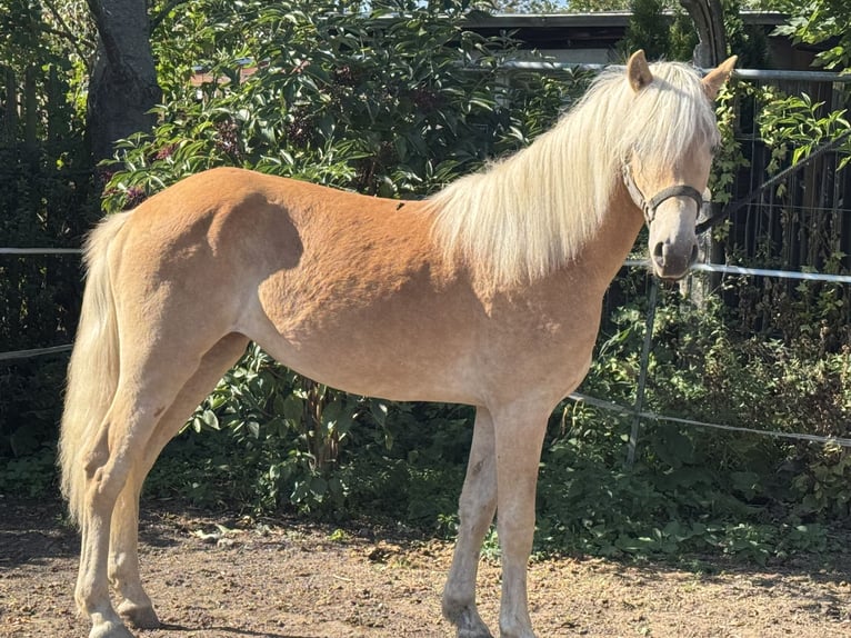 Edelbluthaflinger Merrie 1 Jaar 133 cm Vos in Leipzig